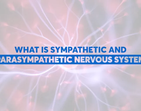 Course 21: What is the sympathetic and parasympathetic nervous system ?